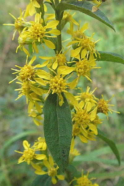 Solidago virgaurea \ Gewhnliche Goldrute, Echte Goldrute, D Schriesheim-Altenbach 28.9.2006