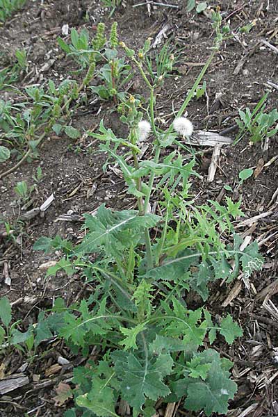 Sonchus oleraceus \ Kohl-Gnsedistel, D Dossenheim 28.9.2006