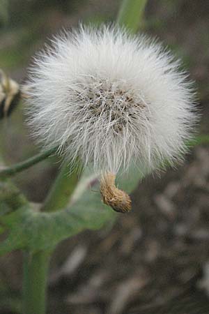 Sonchus oleraceus / Smooth Sow-Thistle, D Dossenheim 28.9.2006