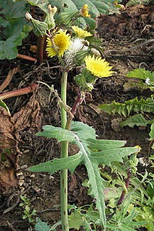 Sonchus oleraceus \ Kohl-Gnsedistel, D Dossenheim 28.9.2006