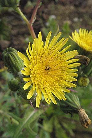 Sonchus oleraceus \ Kohl-Gnsedistel, D Dossenheim 28.9.2006