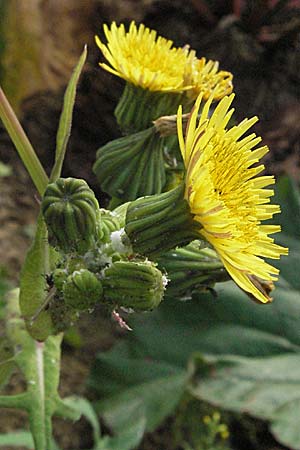 Sonchus oleraceus / Smooth Sow-Thistle, D Dossenheim 28.9.2006