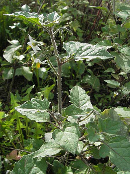 Solanum nigrum subsp. schultesii \ Schultes' Nachtschatten, Tuschender Nachtschatten / Schultes's Nightshade, D Weinheim an der Bergstraße 21.10.2006