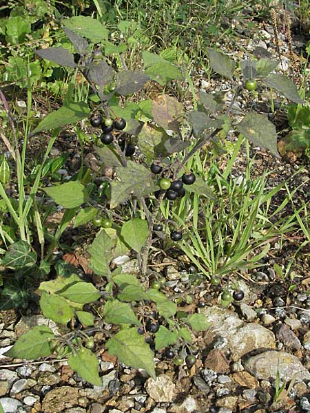 Solanum nigrum subsp. schultesii \ Schultes' Nachtschatten, Tuschender Nachtschatten / Schultes's Nightshade, D Weinheim an der Bergstraße 21.10.2006