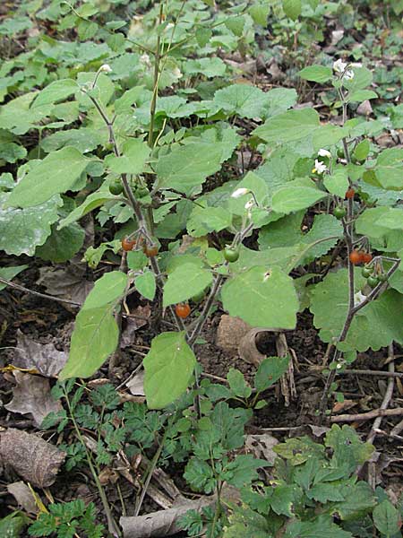 Solanum villosum \ Gelbfrchtiger Nachtschatten, D Heidelberg 22.10.2006