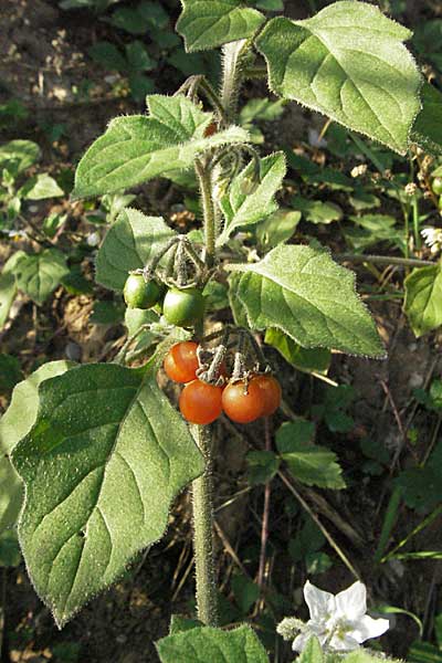 Solanum villosum \ Gelbfrüchtiger Nachtschatten, D Heidelberg 22.10.2006