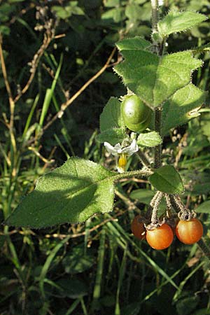 Solanum villosum \ Gelbfrüchtiger Nachtschatten, D Heidelberg 22.10.2006