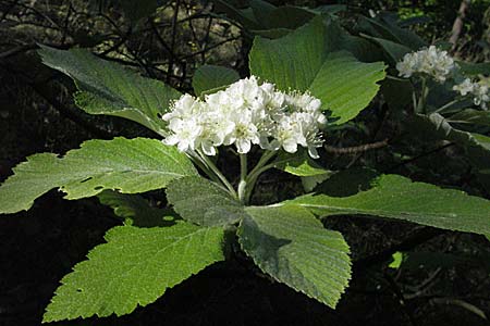 Sorbus aria \ Echte Mehlbeere / Whitebeam, D Karlstadt 30.4.2007