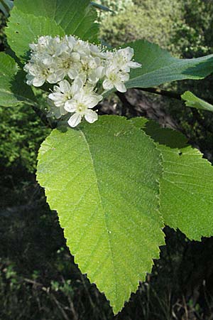 Sorbus aria \ Echte Mehlbeere / Whitebeam, D Karlstadt 30.4.2007