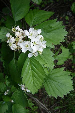 Sorbus latifolia s.l. \ Breitblttrige Mehlbeere, D Weinheim an der Bergstraße 4.5.2008