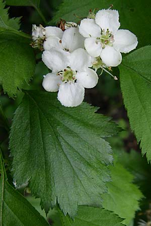 Sorbus latifolia s.l. / Broad-Leaved European Mountain-Ash, D Weinheim an der Bergstraße 4.5.2008