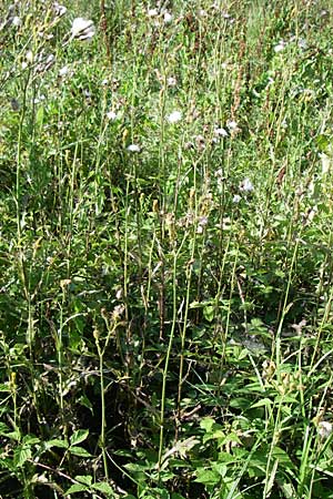 Sonchus arvensis \ Acker-Gnsedistel / Perennial Sow-Thistle, Common Field Sow-Thistle, D Leimersheim 10.7.2008