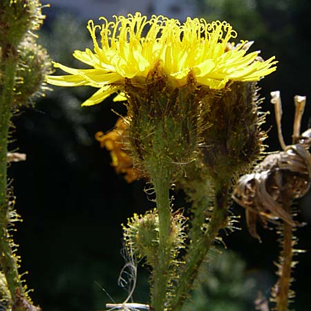 Sonchus arvensis / Perennial Sow-Thistle, Common Field Sow-Thistle, D Leimersheim 11.7.2008