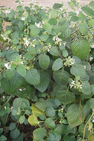 Solanum sarachoides \ Saracha-Nachtschatten / Saracha Nightshade, D Mannheim 3.11.2008