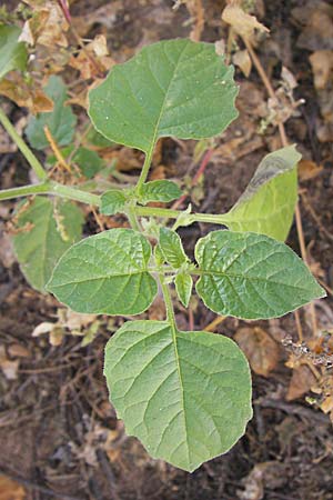 Solanum sarachoides \ Saracha-Nachtschatten, D Mannheim 3.11.2008