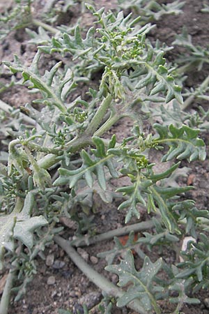 Solanum triflorum \ Dreibltiger Nachtschatten, D Mannheim 18.6.2009