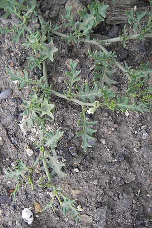 Solanum triflorum \ Dreibltiger Nachtschatten, D Mannheim 18.6.2009