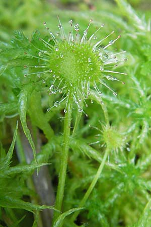 Drosera rotundifolia \ Rundblttriger Sonnentau, D Bad Dürkheim 19.7.2009