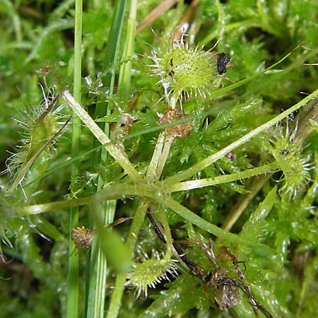 Drosera rotundifolia / Round-Leaved Sundew, D Bad Dürkheim 19.7.2009