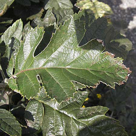 Sorbus x pinnatifida \ Bastard-Eberesche, D Karlsruhe 29.8.2009