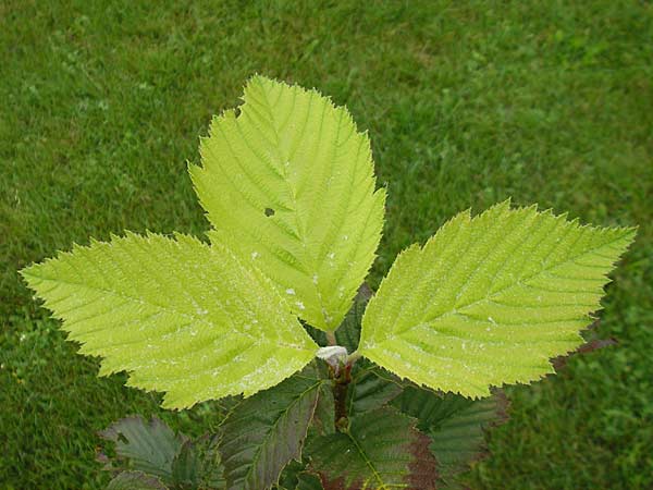 Sorbus perlonga / Long-Leaved Whitebeam, D Botan. Gar.  Universit.  Regensburg 5.8.2011