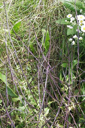 Sisymbrium officinale \ Weg-Rauke / Hedge Mustard, D Mainz 30.6.2012