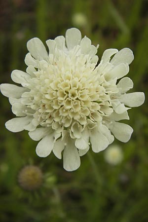 Scabiosa ochroleuca \ Gelbe Skabiose, D Heidelberg 30.7.2012