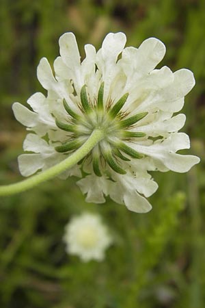 Scabiosa ochroleuca \ Gelbe Skabiose, D Heidelberg 30.7.2012