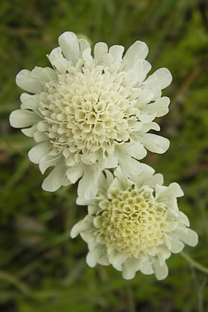 Scabiosa ochroleuca \ Gelbe Skabiose, D Heidelberg 30.7.2012