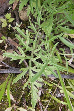 Scabiosa ochroleuca \ Gelbe Skabiose, D Heidelberg 30.7.2012