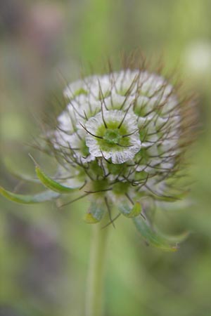 Scabiosa ochroleuca \ Gelbe Skabiose, D Heidelberg 30.7.2012