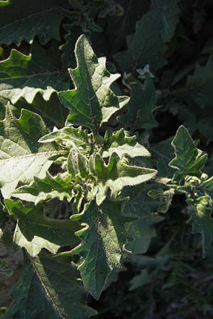 Solanum nigrum subsp. schultesii \ Schultes' Nachtschatten, Tuschender Nachtschatten / Schultes's Nightshade, D Mannheim 7.9.2012