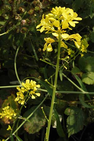 Brassica nigra \ Schwarzer Senf / Black Mustard, D Hanau 13.7.2013