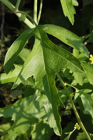 Brassica nigra \ Schwarzer Senf / Black Mustard, D Hanau 13.7.2013