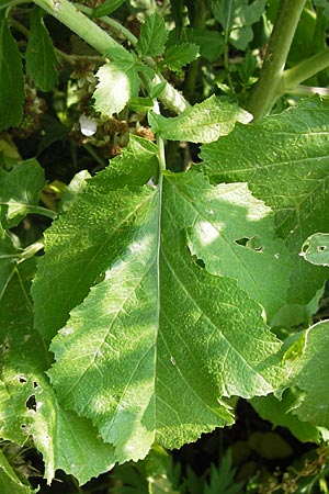 Brassica nigra \ Schwarzer Senf / Black Mustard, D Hanau 13.7.2013