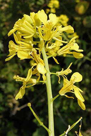 Brassica nigra \ Schwarzer Senf / Black Mustard, D Hanau 13.7.2013