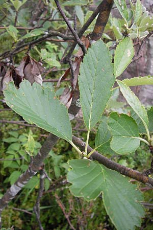 Sorbus mougeotii \ Berg-Mehlbeere / Edible Mountain-Ash, D Schwarzwald/Black-Forest, Hornisgrinde 31.7.2013