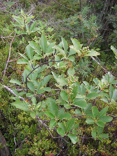 Sorbus mougeotii \ Berg-Mehlbeere / Edible Mountain-Ash, D Schwarzwald/Black-Forest, Hornisgrinde 31.7.2013