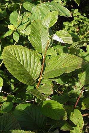 Sorbus graeca ? \ Griechische Mehlbeere / Balkan Whitebeam, D Thüringen, Arnstadt 7.8.2013