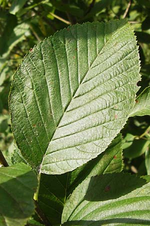 Sorbus graeca ? / Balkan Whitebeam, D Thüringen, Arnstadt 7.8.2013