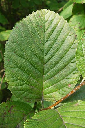 Sorbus graeca ? \ Griechische Mehlbeere, D Thüringen, Arnstadt 7.8.2013