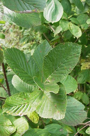 Sorbus graeca ? \ Griechische Mehlbeere / Balkan Whitebeam, D Thüringen, Arnstadt 7.8.2013