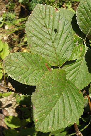 Sorbus graeca ? \ Griechische Mehlbeere / Balkan Whitebeam, D Thüringen, Arnstadt 7.8.2013