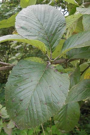 Sorbus graeca ? \ Griechische Mehlbeere, D Thüringen, Arnstadt 7.8.2013