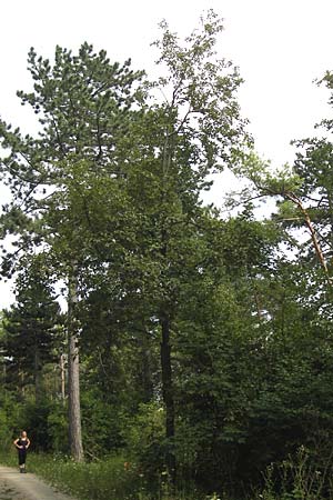 Sorbus graeca ? \ Griechische Mehlbeere / Balkan Whitebeam, D Thüringen, Arnstadt 7.8.2013