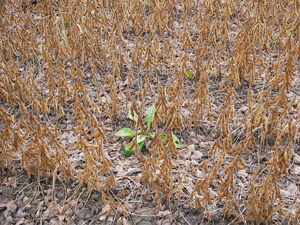 Glycine max / Soy Bean, D Philippsburg 28.9.2013