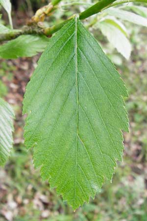 Sorbus moenofranconica \ Mainfrnkische Mehlbeere, D Marktheidenfeld 2.5.2014