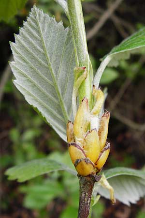 Sorbus moenofranconica \ Mainfrnkische Mehlbeere, D Marktheidenfeld 2.5.2014