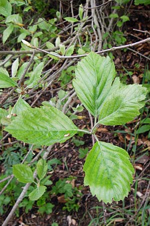 Sorbus moenofranconica \ Mainfrnkische Mehlbeere / Main-Franconian Whitebeam, D Marktheidenfeld 2.5.2014