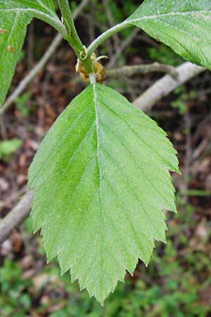 Sorbus moenofranconica \ Mainfrnkische Mehlbeere / Main-Franconian Whitebeam, D Marktheidenfeld 2.5.2014